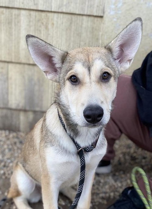 GOLDIE - Siberian Husky available for adoption