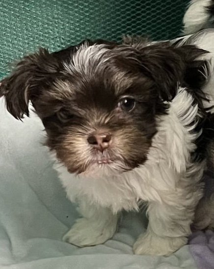 adoptable Dog in Matawan, NJ named Bellini