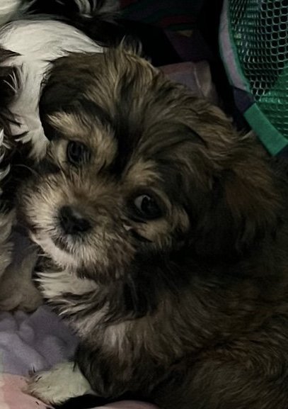 adoptable Dog in Matawan, NJ named Bordeaux