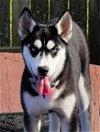 adoptable Dog in matawan, NJ named Silver