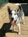 adoptable Dog in matawan, NJ named Sky