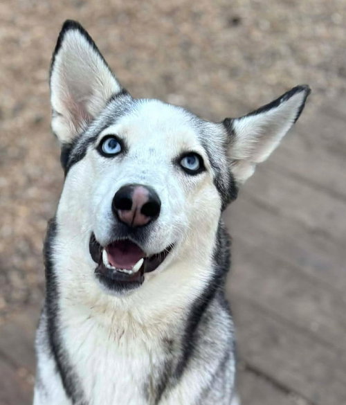 SKY - Siberian Husky available for adoption