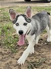 adoptable Dog in matawan, NJ named Sky