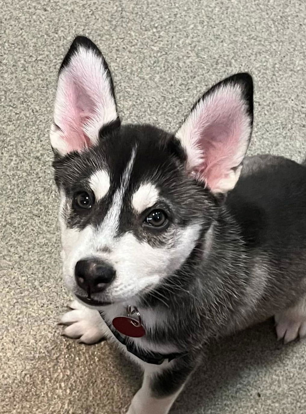 adoptable Dog in Matawan, NJ named Bear