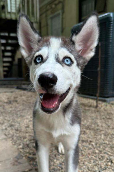 adoptable Dog in Matawan, NJ named Sona