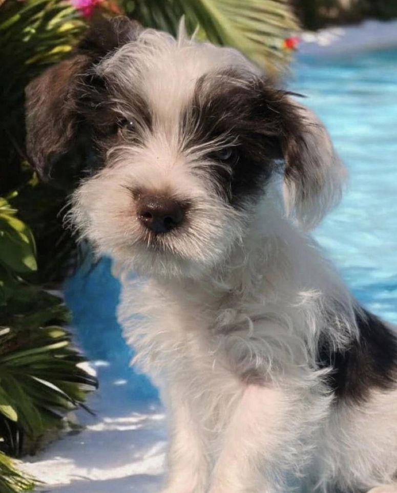 Large image of Little Gambit