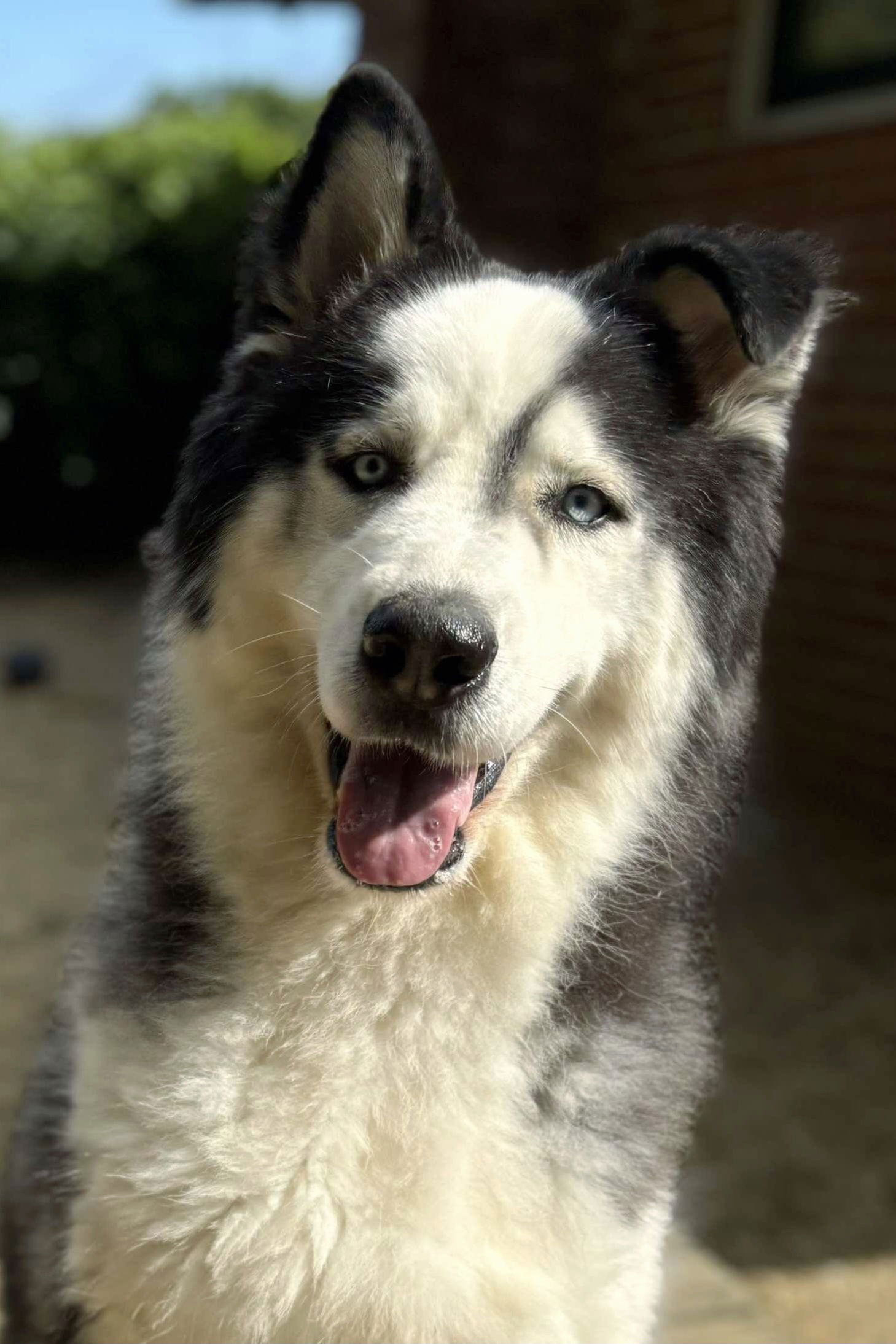 adoptable Dog in Matawan, NJ named Sampson