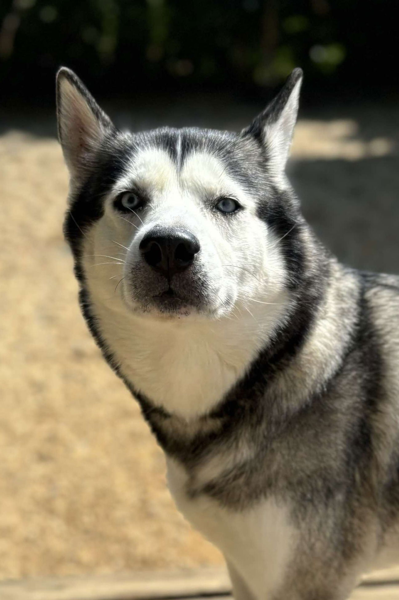 adoptable Dog in Matawan, NJ named Big Sky