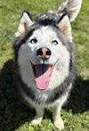 Sansa - Photo 2