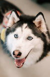 Sansa - Photo 1