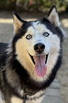 adoptable Dog in matawan, NJ named Sansa