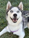 Ruby - Photo 1