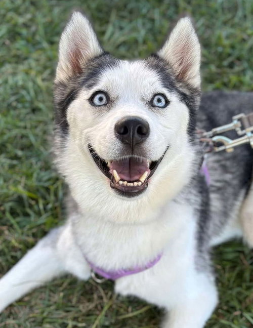 picture of the dog needing adoption