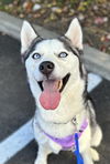 adoptable Dog in matawan, NJ named Ruby