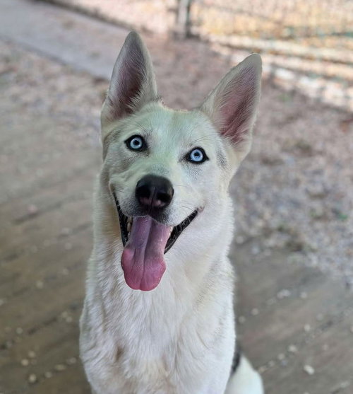 picture of the dog needing adoption