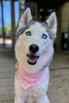 adoptable Dog in matawan, NJ named Seven