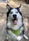 adoptable Dog in matawan, NJ named Theodore