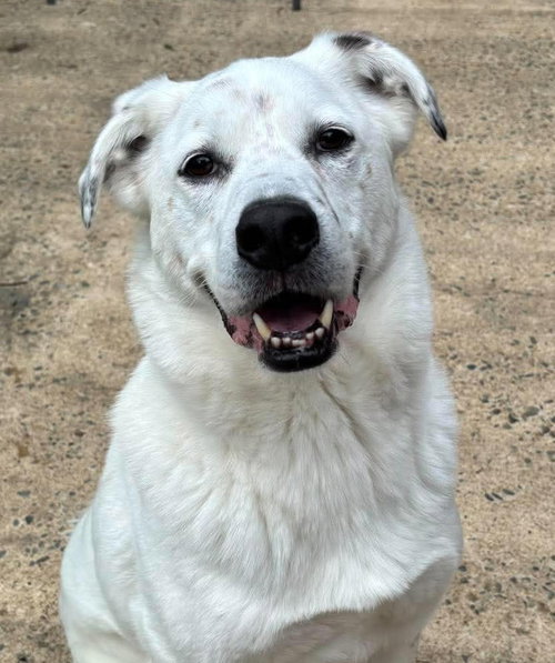 Halligan, an adoptable Labrador Retriever in Matawan, NJ