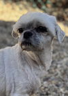 adoptable Dog in  named Candy