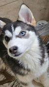 adoptable Dog in matawan, NJ named Mateo