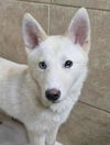 adoptable Dog in matawan, NJ named Moshi