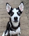 adoptable Dog in matawan, NJ named Momma Frannie