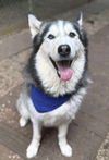 adoptable Dog in  named Ace