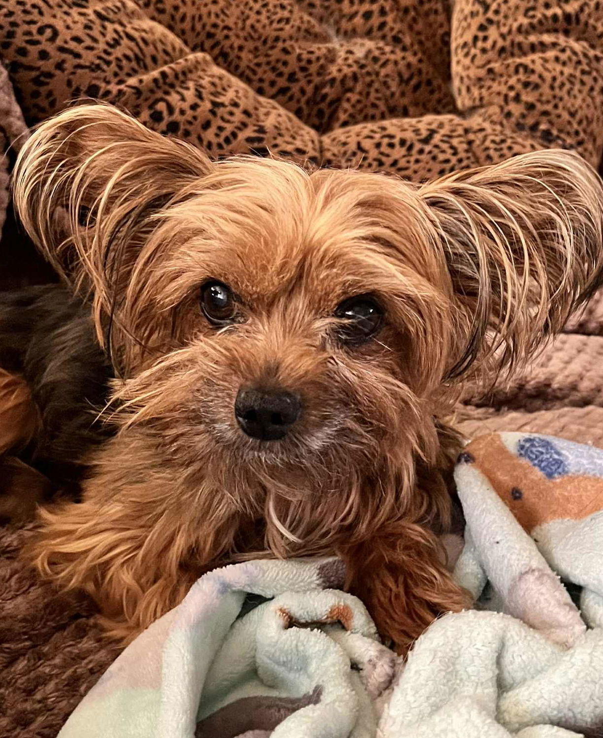 Image of Benji