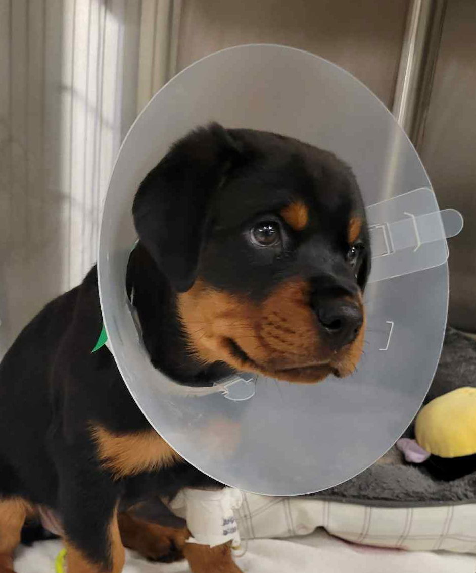 Image of Baby Nala