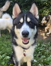 Klondike - Photo 1