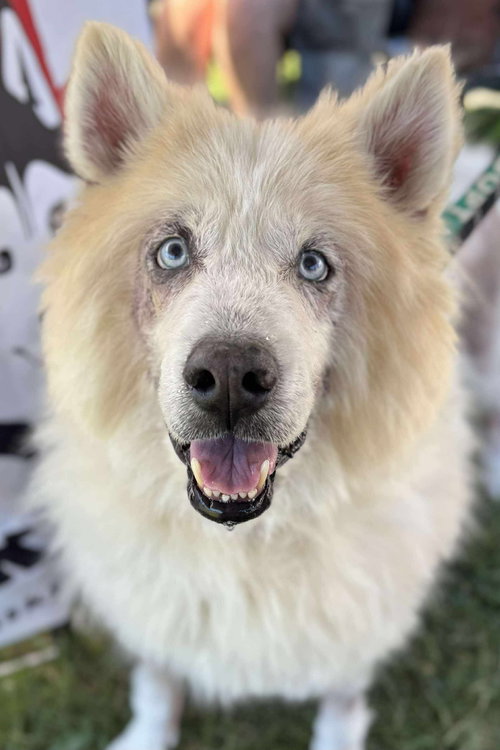picture of the dog needing adoption