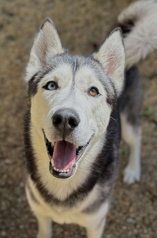 picture of the dog needing adoption