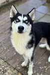 Pudge - Photo 1