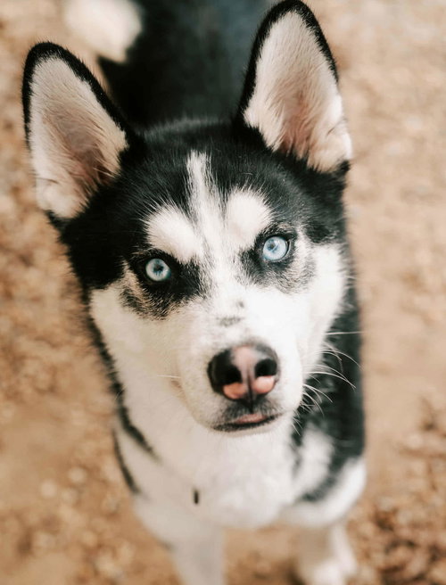 picture of the dog needing adoption