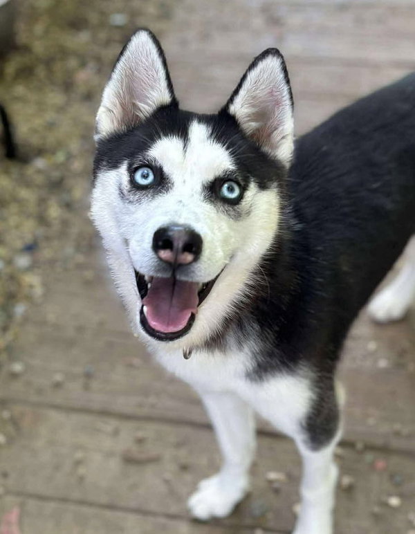 Cora