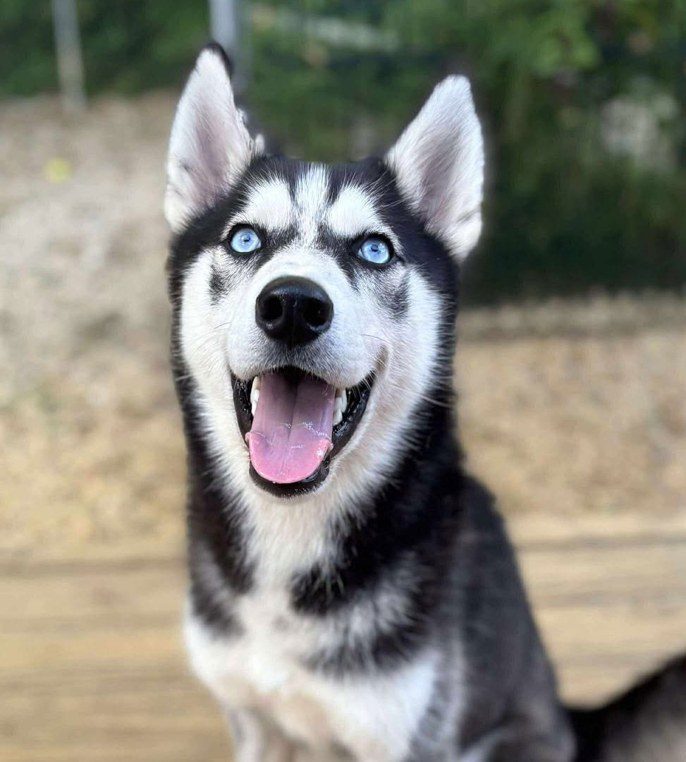 Large image of Milo