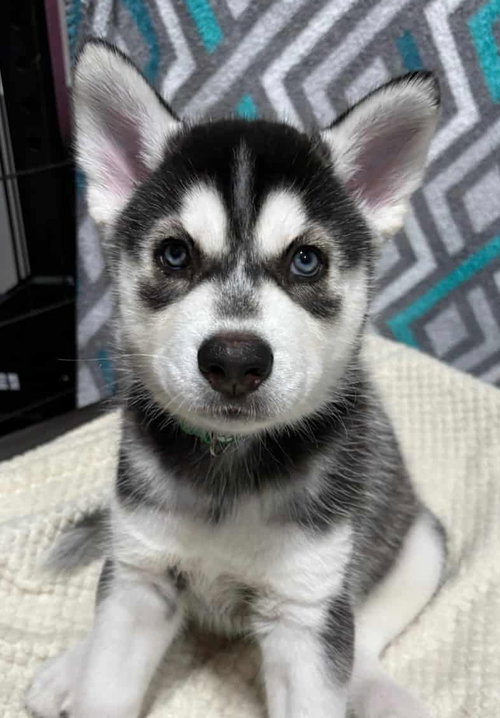 picture of the dog needing adoption