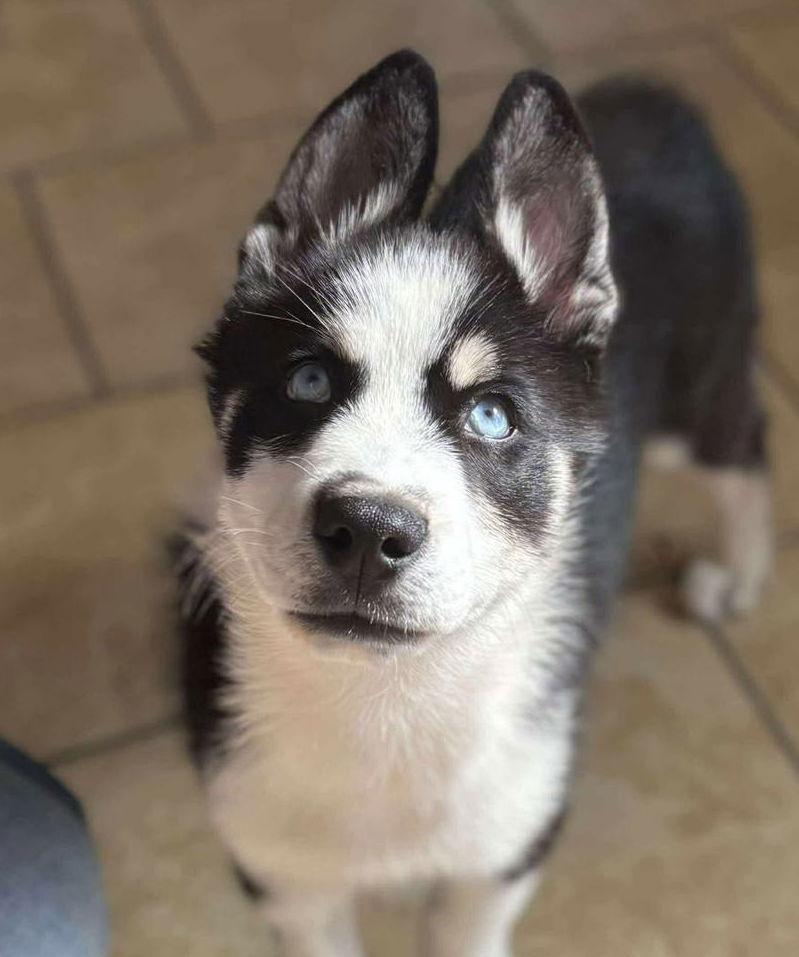 Large image of Starbuck