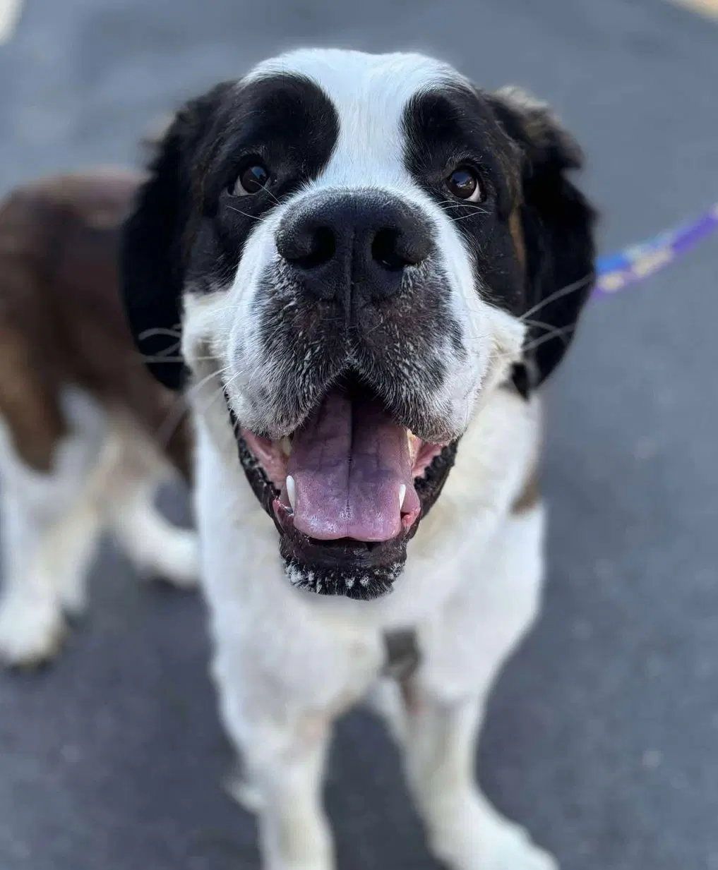Bernie - Saint Bernard