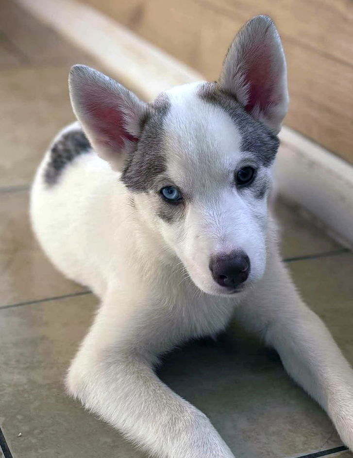 Large image of Archie