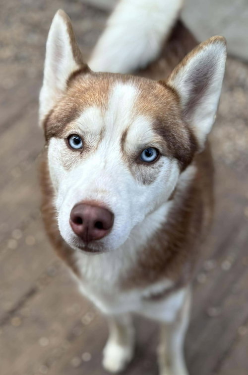JACK - Siberian Husky available for adoption