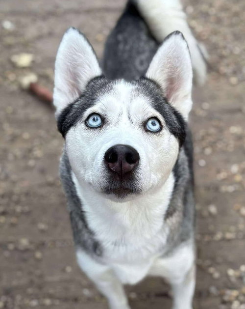 STACI - Siberian Husky available for adoption