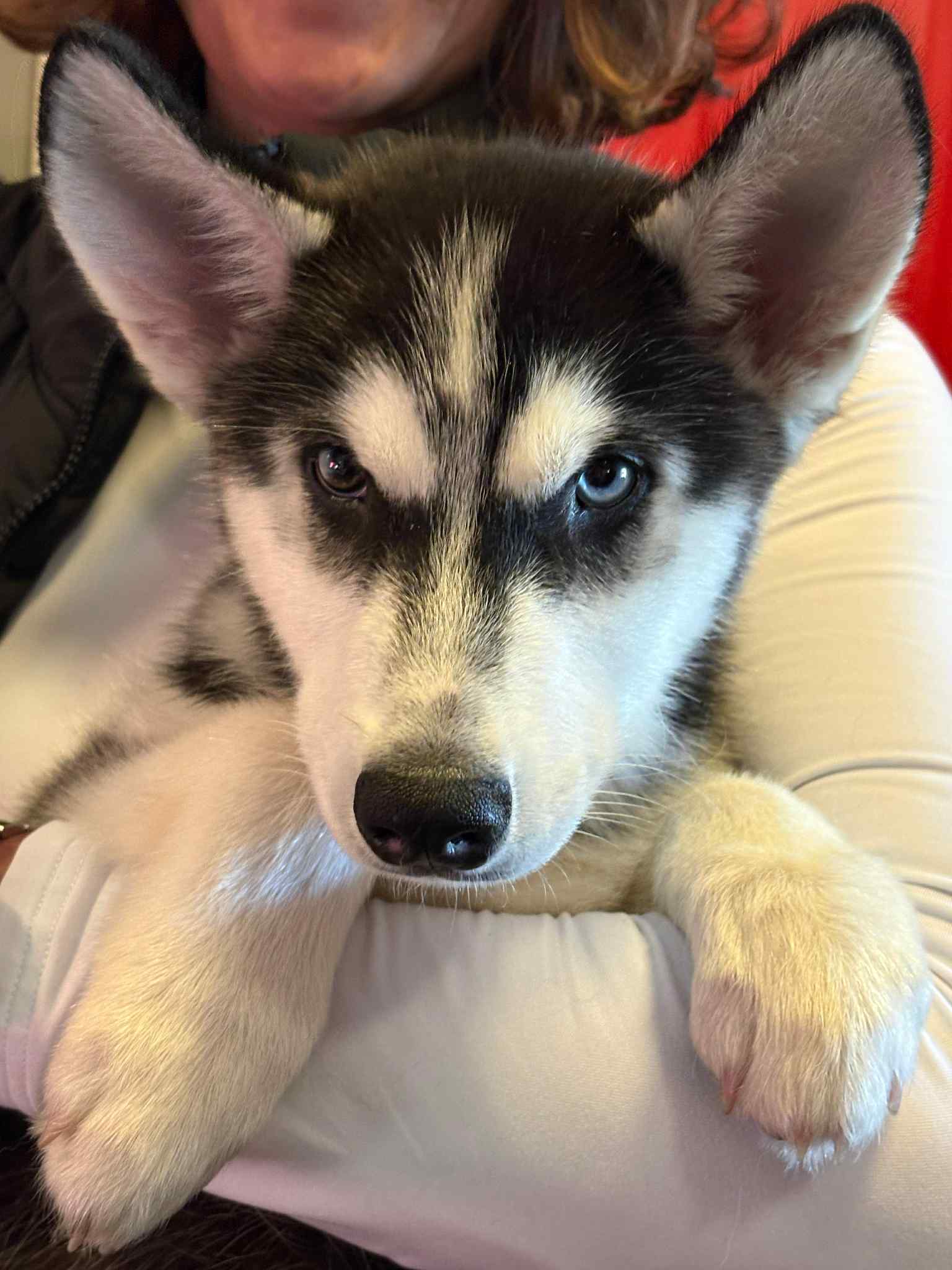 Large image of Woof