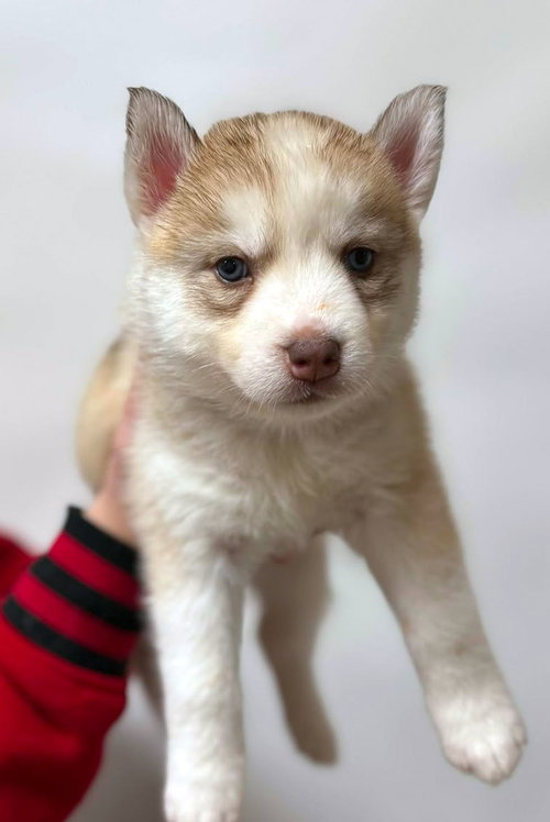 ALMOND - Siberian Husky available for adoption