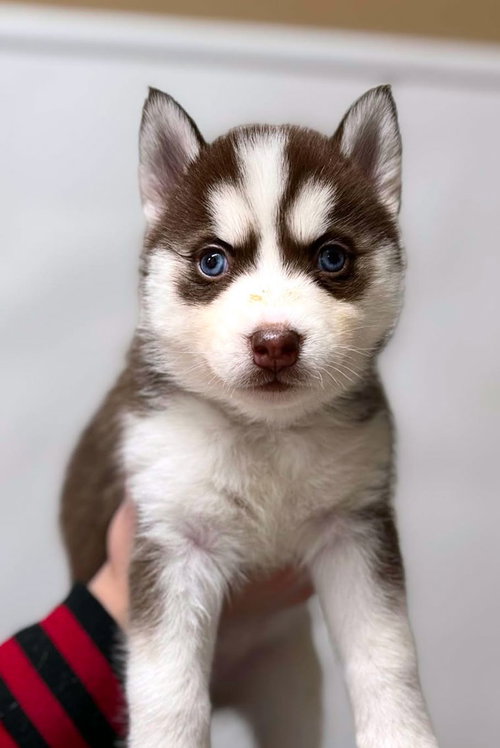ACORN - Siberian Husky available for adoption