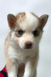 Cashew - Photo 2