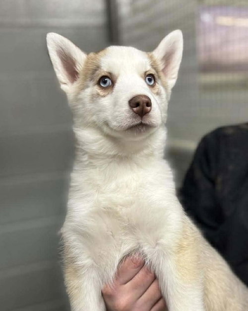 CASHEW - Siberian Husky available for adoption