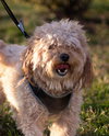 Penny - Photo 3