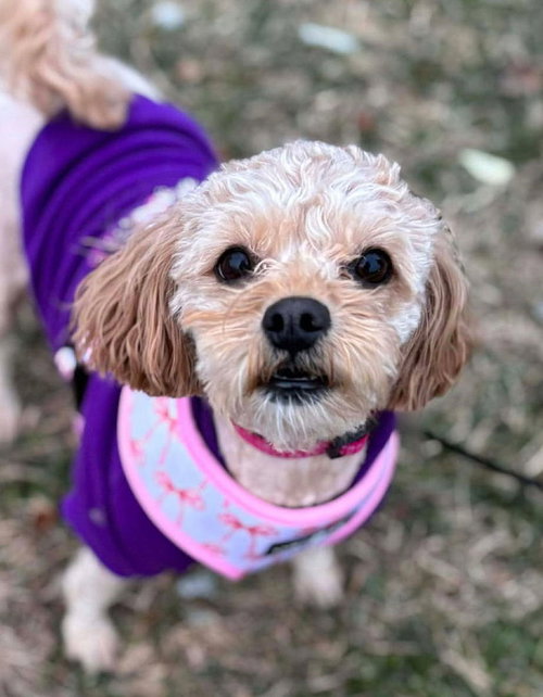 PENNY - Poodle (Miniature) available for adoption