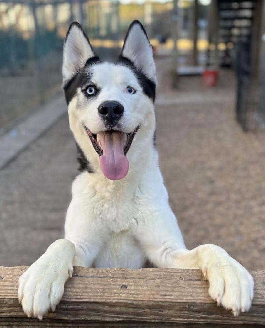 Image of Domino
